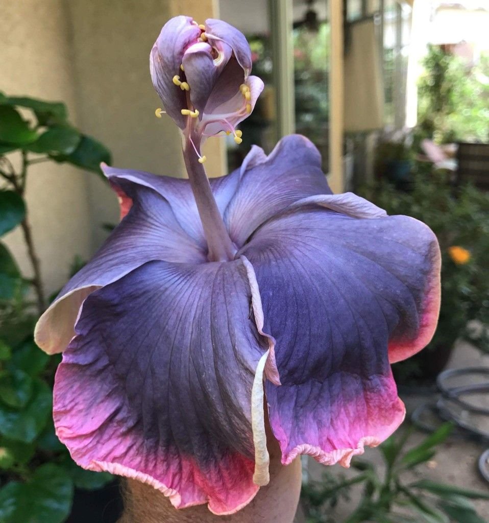 Гибискус Hibiscus Moorea Antonia