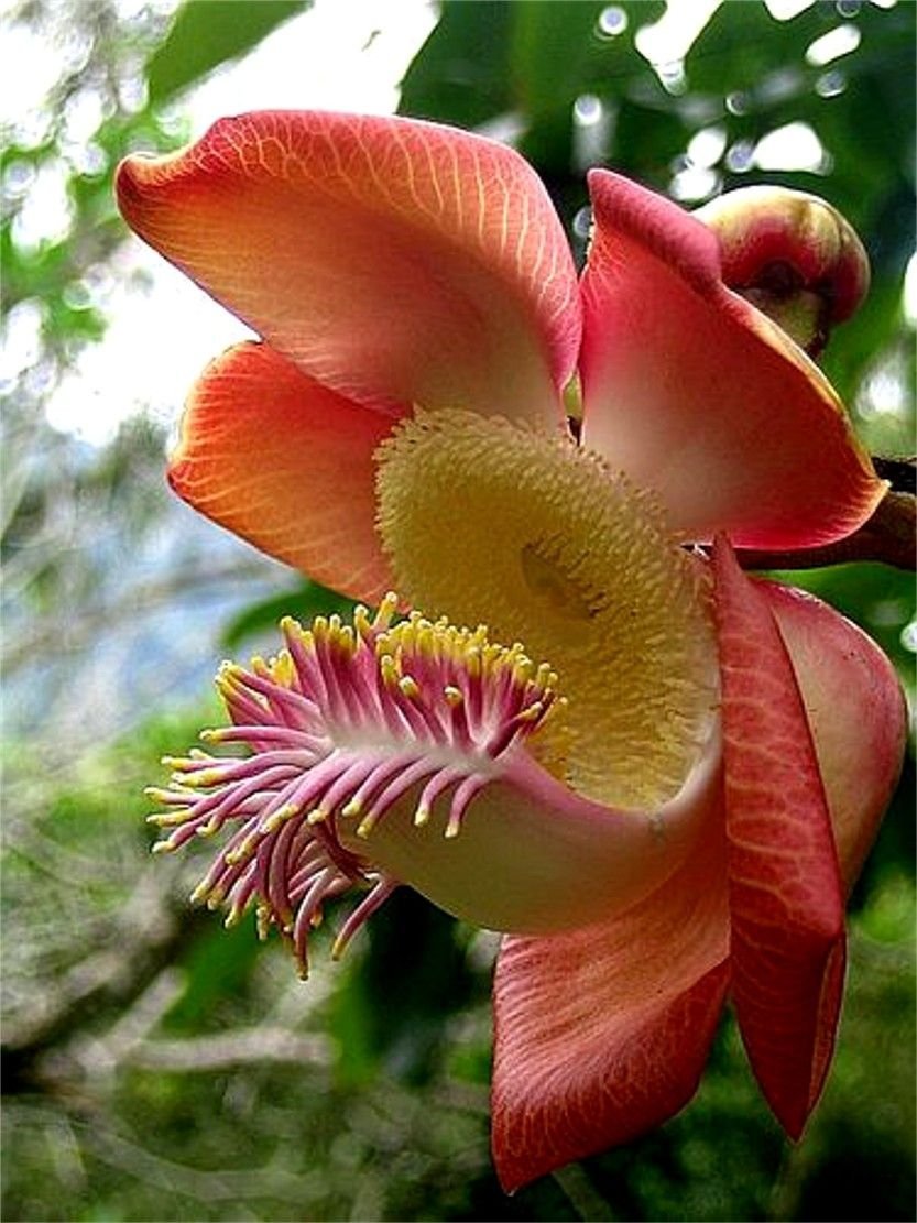 Couroupita guianensis цветок