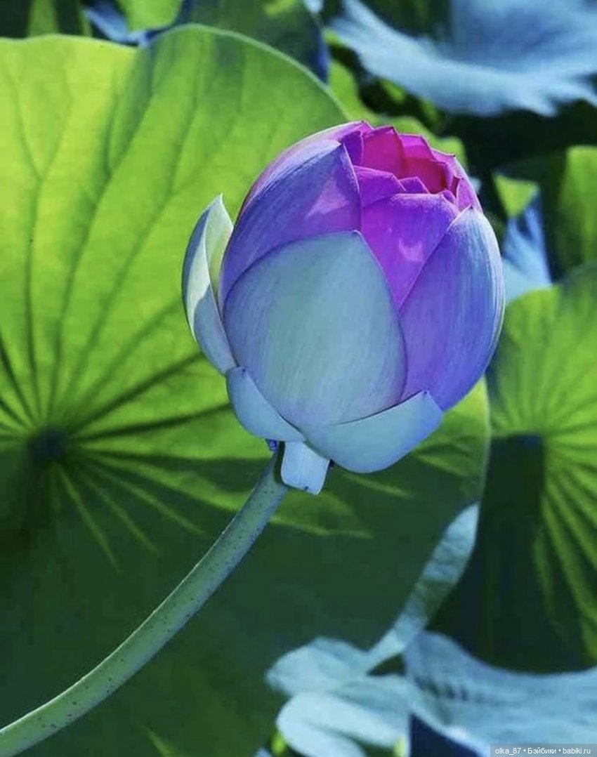 Голубой Лотос (Nymphaea caerulea)