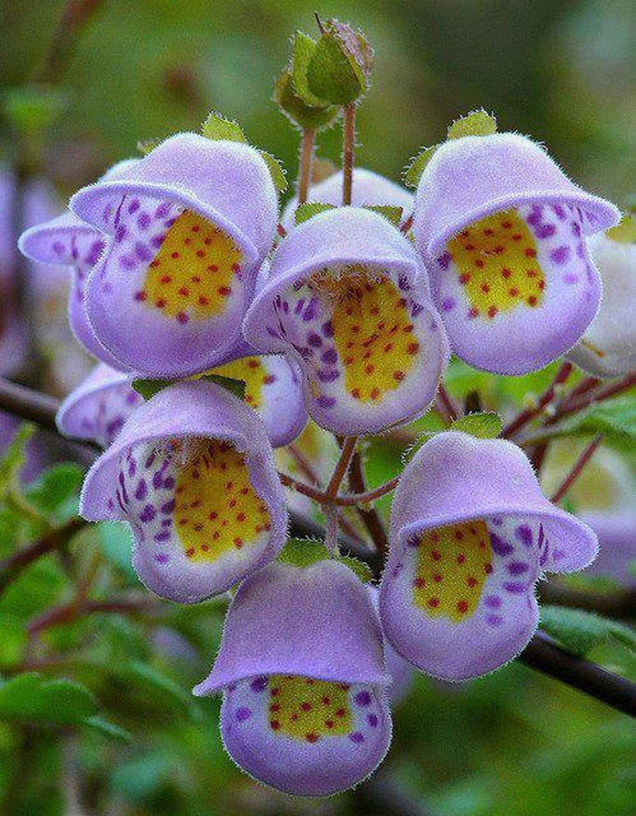 Jovellana violacea