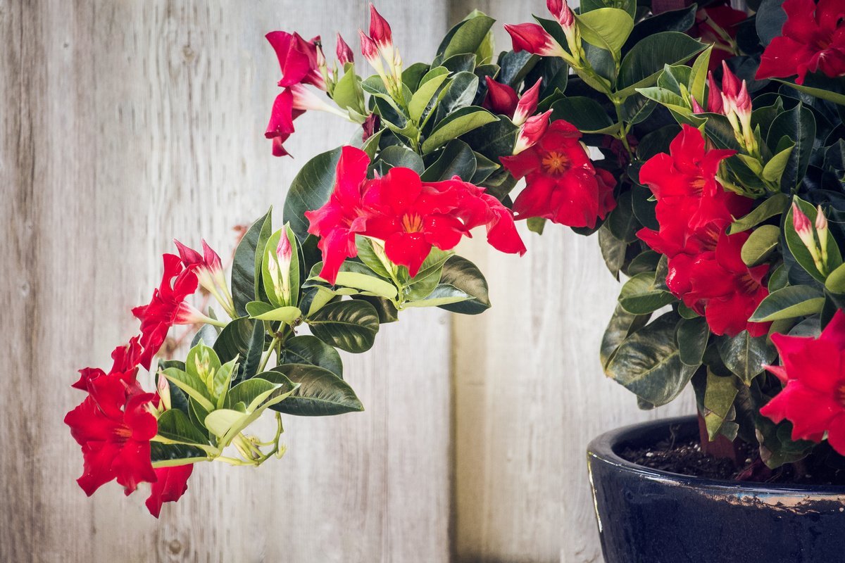 Неприхотливый комнатный цветок цветущий фото и название. Адениум красный. Адениум комнатный цветок. Красивые комнатные растения неприхотливые. Неприхотливые цветущие комнатные растения.