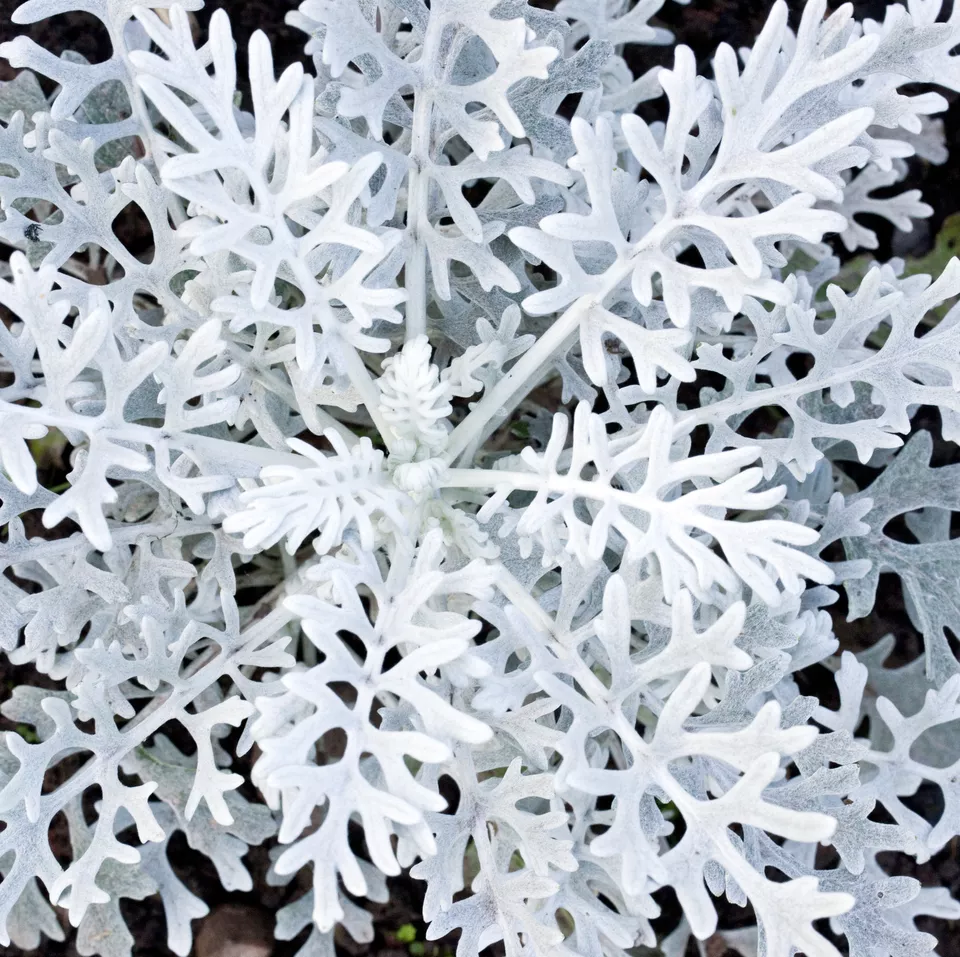Цинерария Приморская (Senecio cineraria)