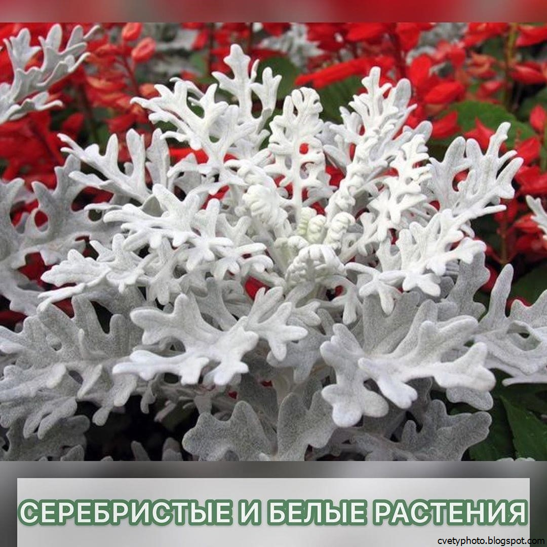 Цинерария Приморская сильвердаст