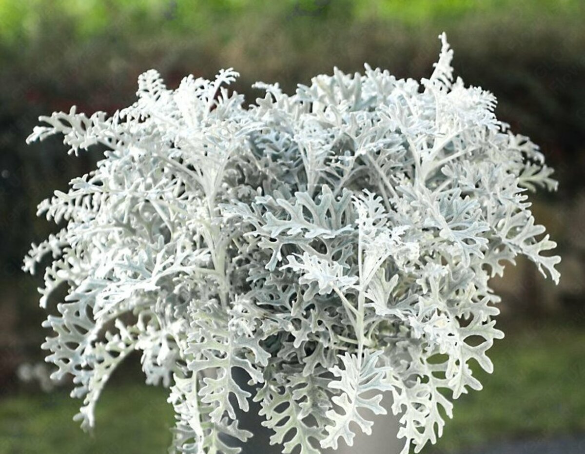Цинерария Приморская cineraria maritima