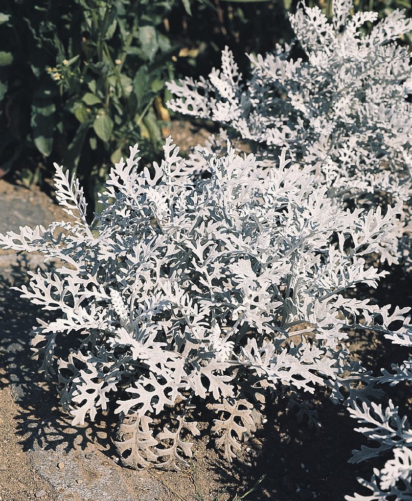 Цинерария Приморская (Senecio cineraria)