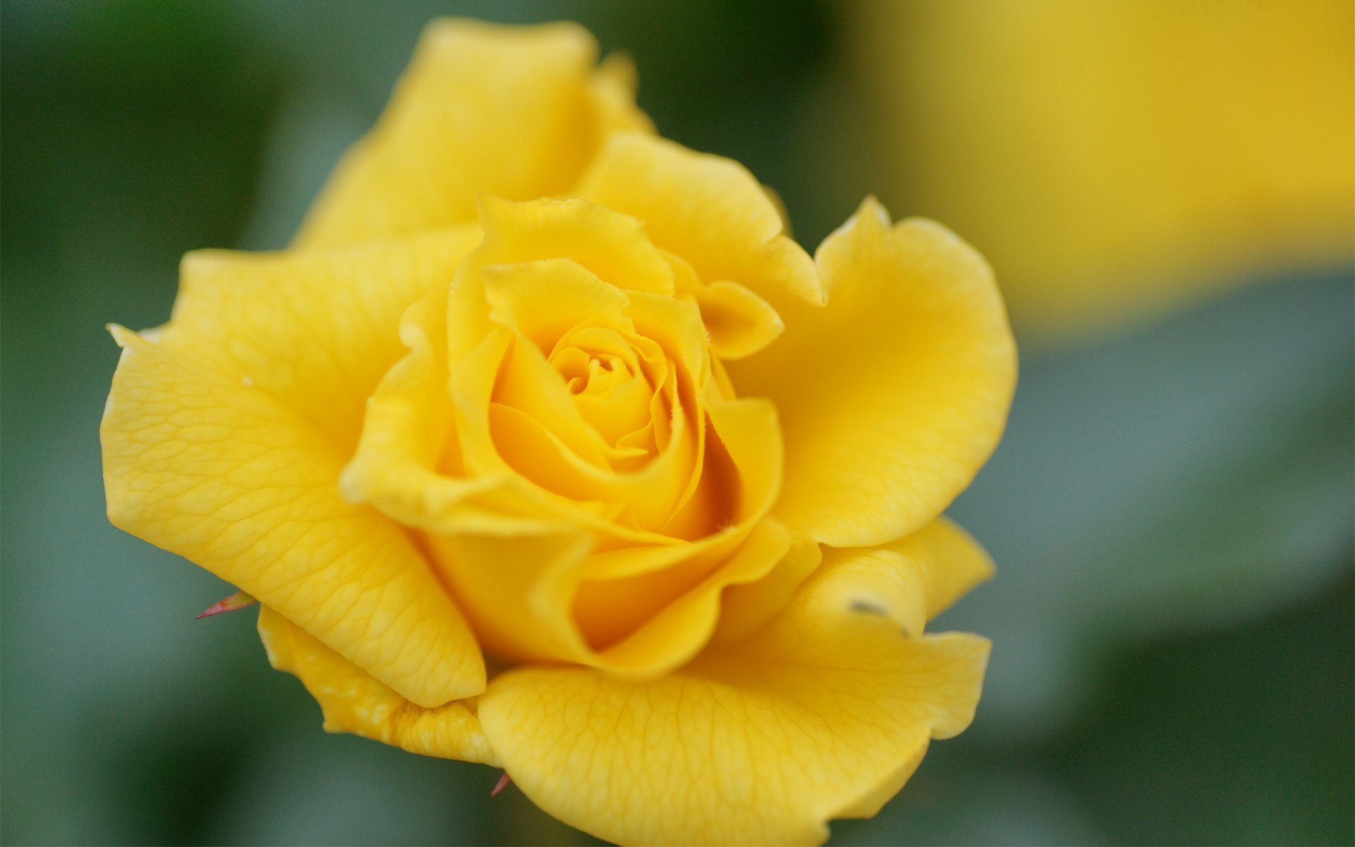 Желто розовая картинка. Желтые розы Ilios.