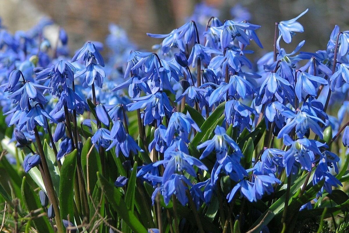 Сцилла (Scilla) Siberica р