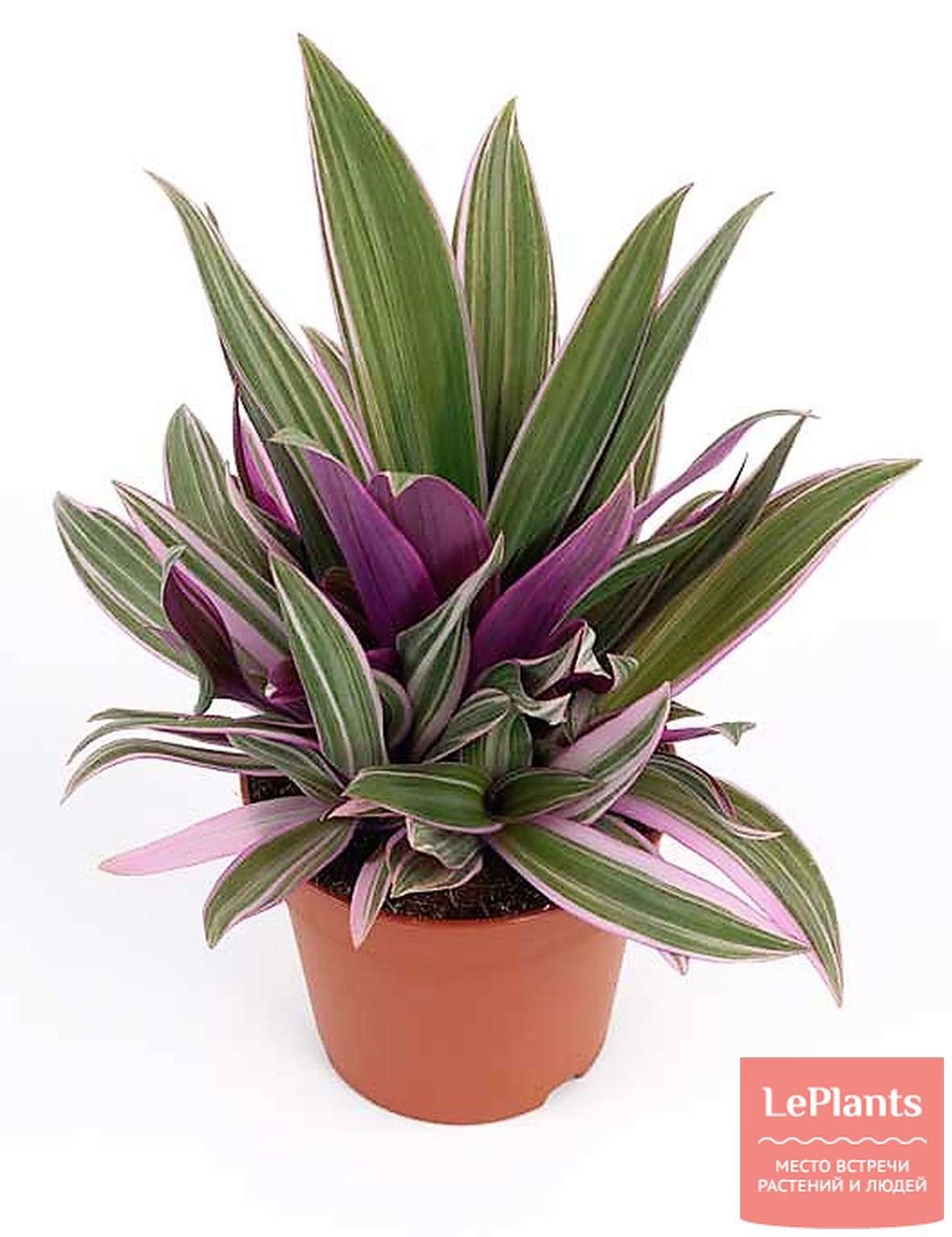 Традесканция spathacea Tricolor