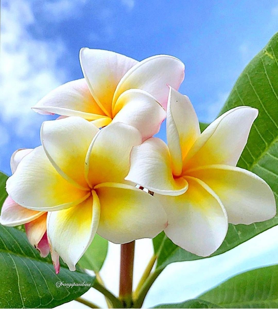 Flowers representing gratitude