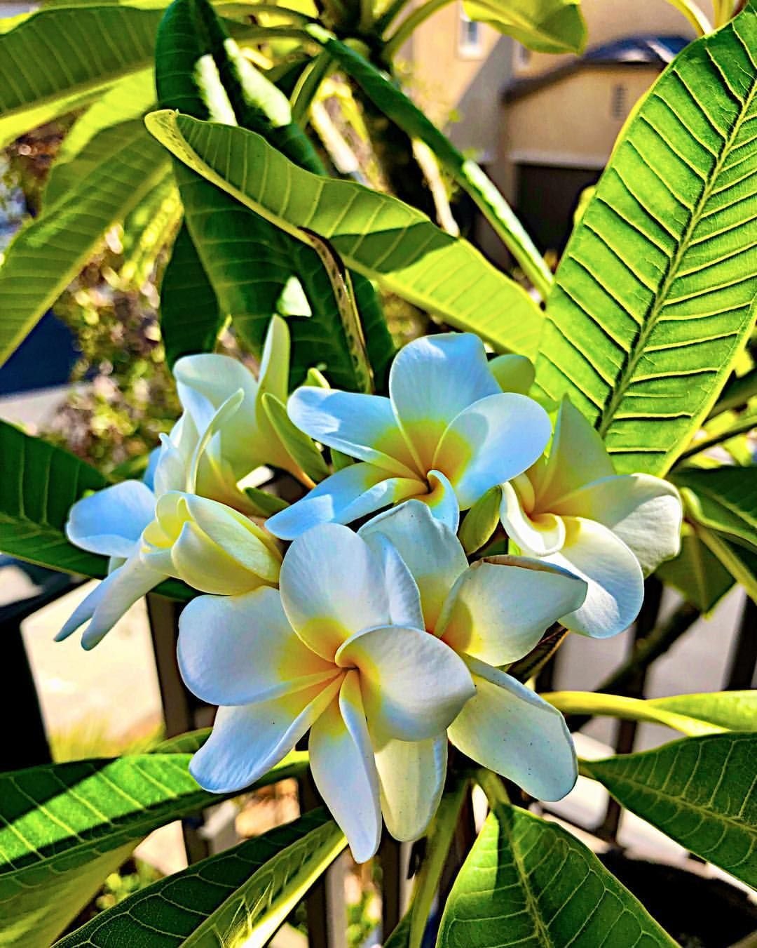 Tropical Blooming