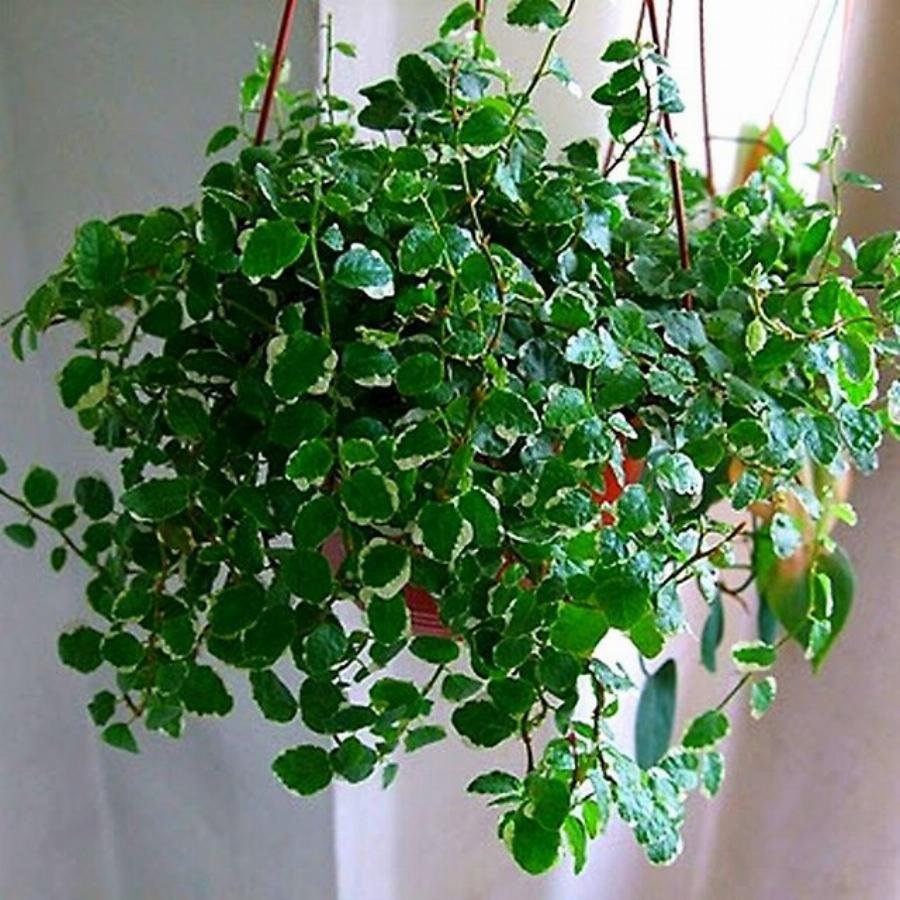 Spathiphyllum House Plant