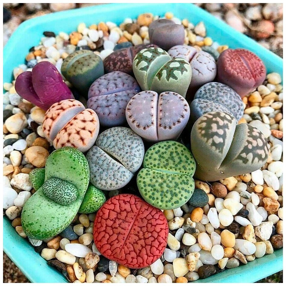 Суккуленты литопсы