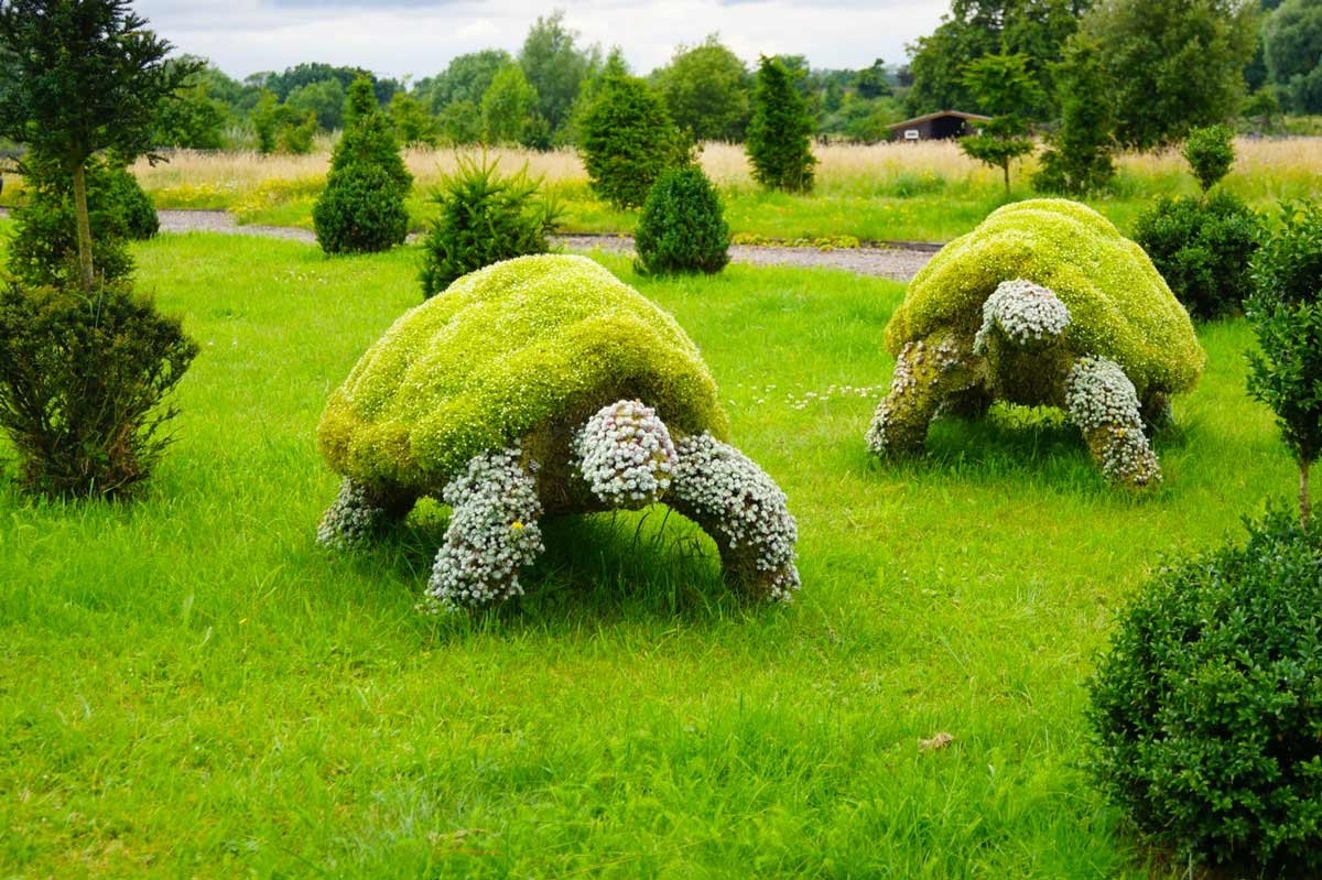 Мох пластина