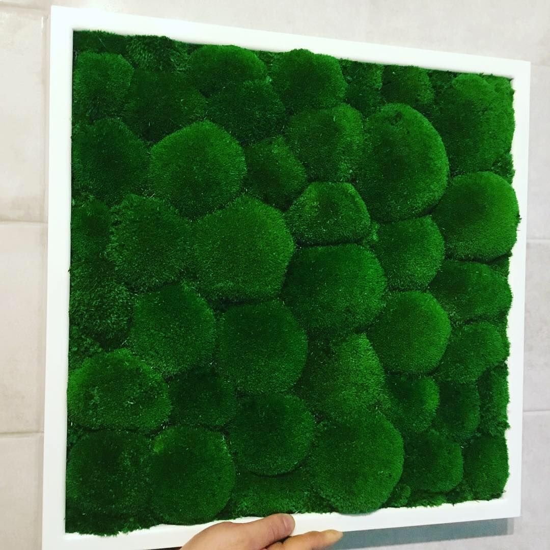 Стабилизированный мох кочками