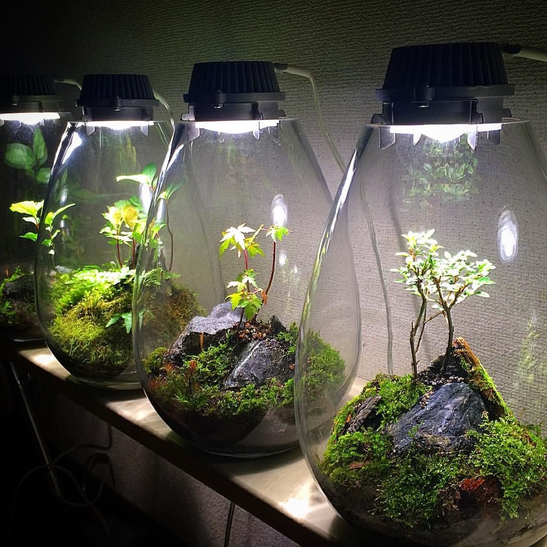 Terrarium Moss террариумный мох