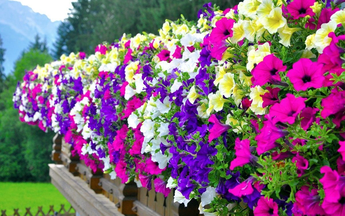 Петуния ампельная