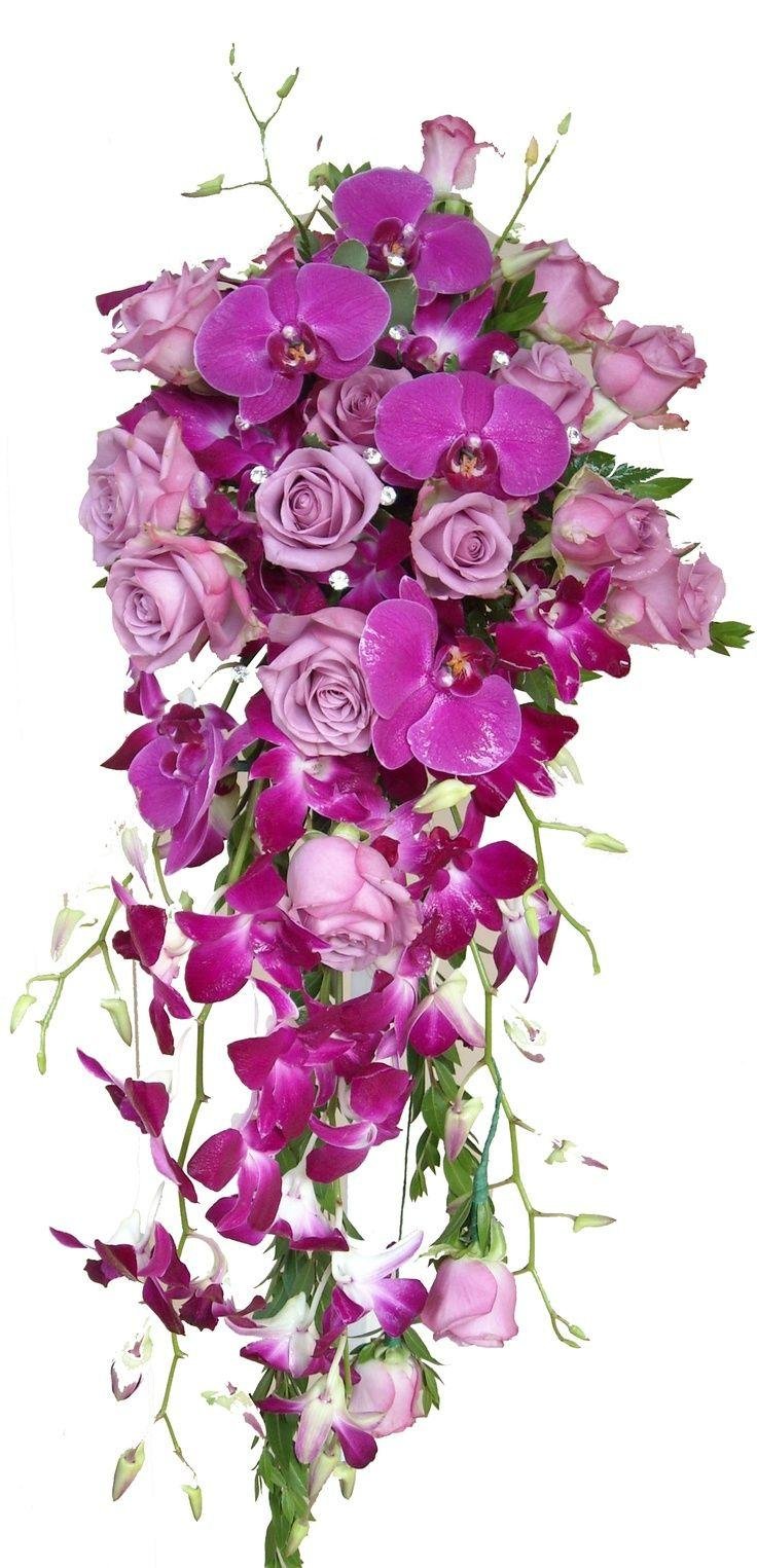 Дендробиум Purple Rose