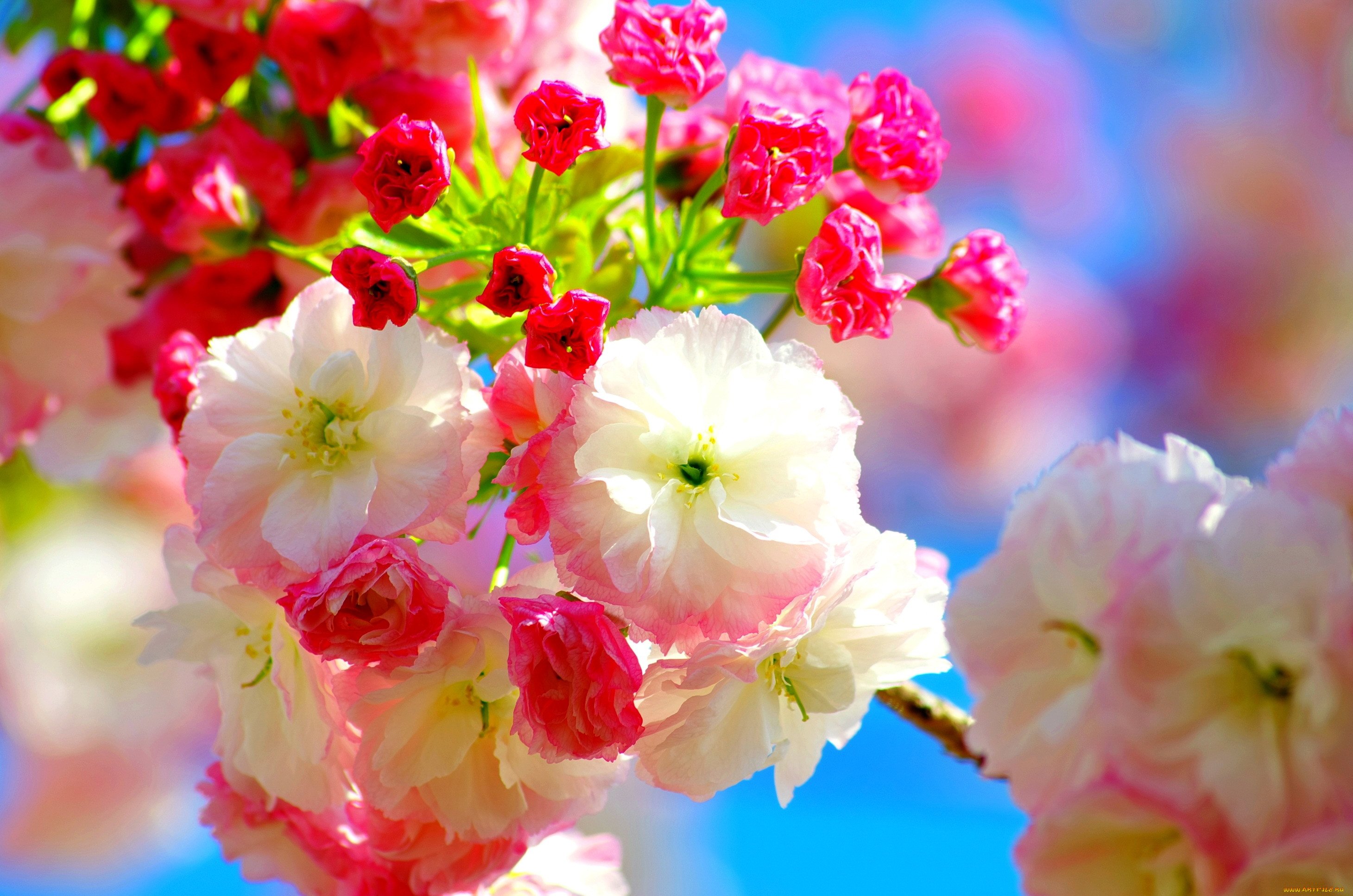 Яркие красивые открытки. Весна цветы. Яркие весенние цветы. Красивые яркие цветы. Яркие нежные цветы.