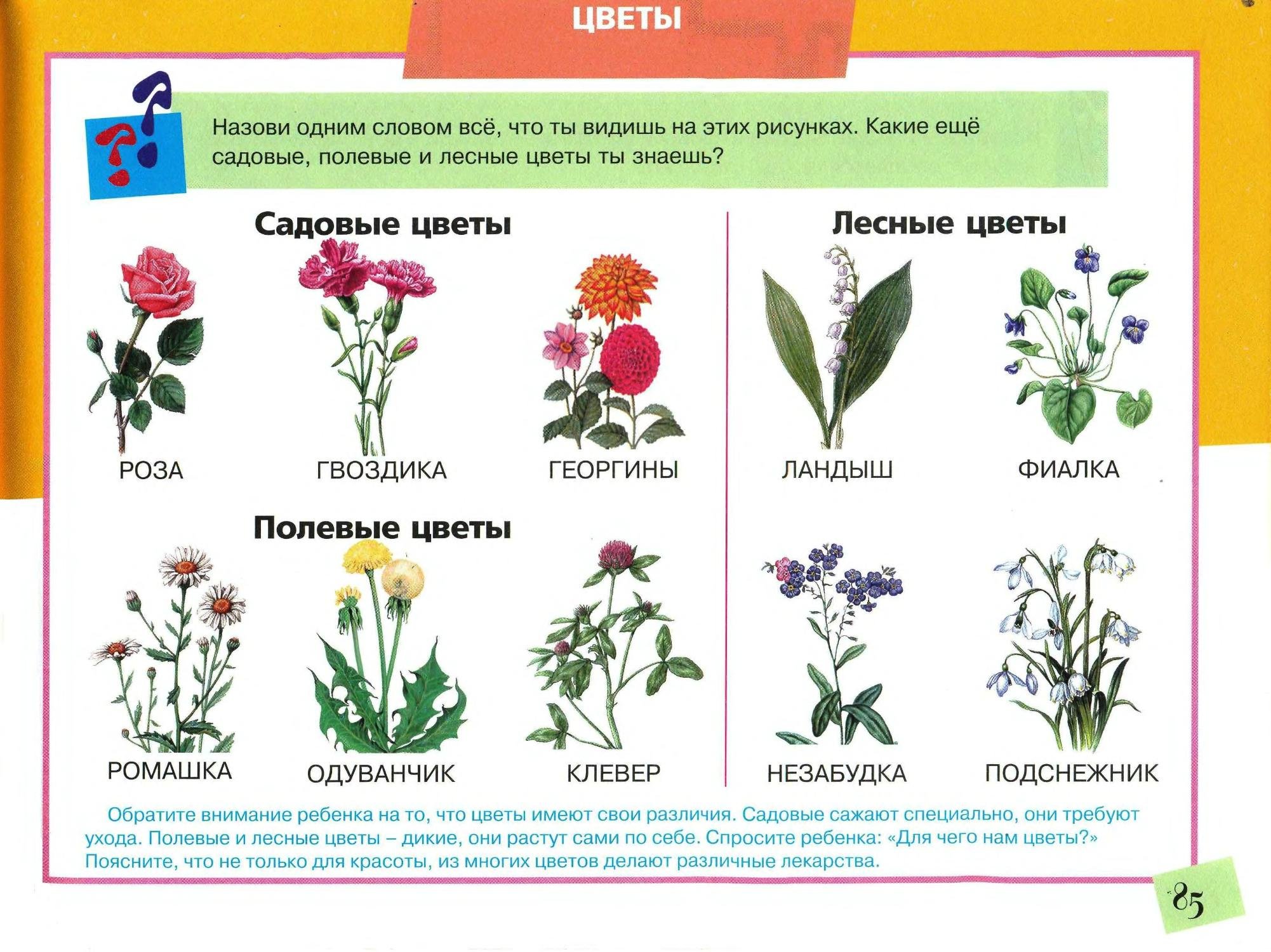 Садовые группы растений. Цветы названия для дошкольников. Полевые цветы. Названия цветов полевых и садовых. Полевые цветы задания для детей.