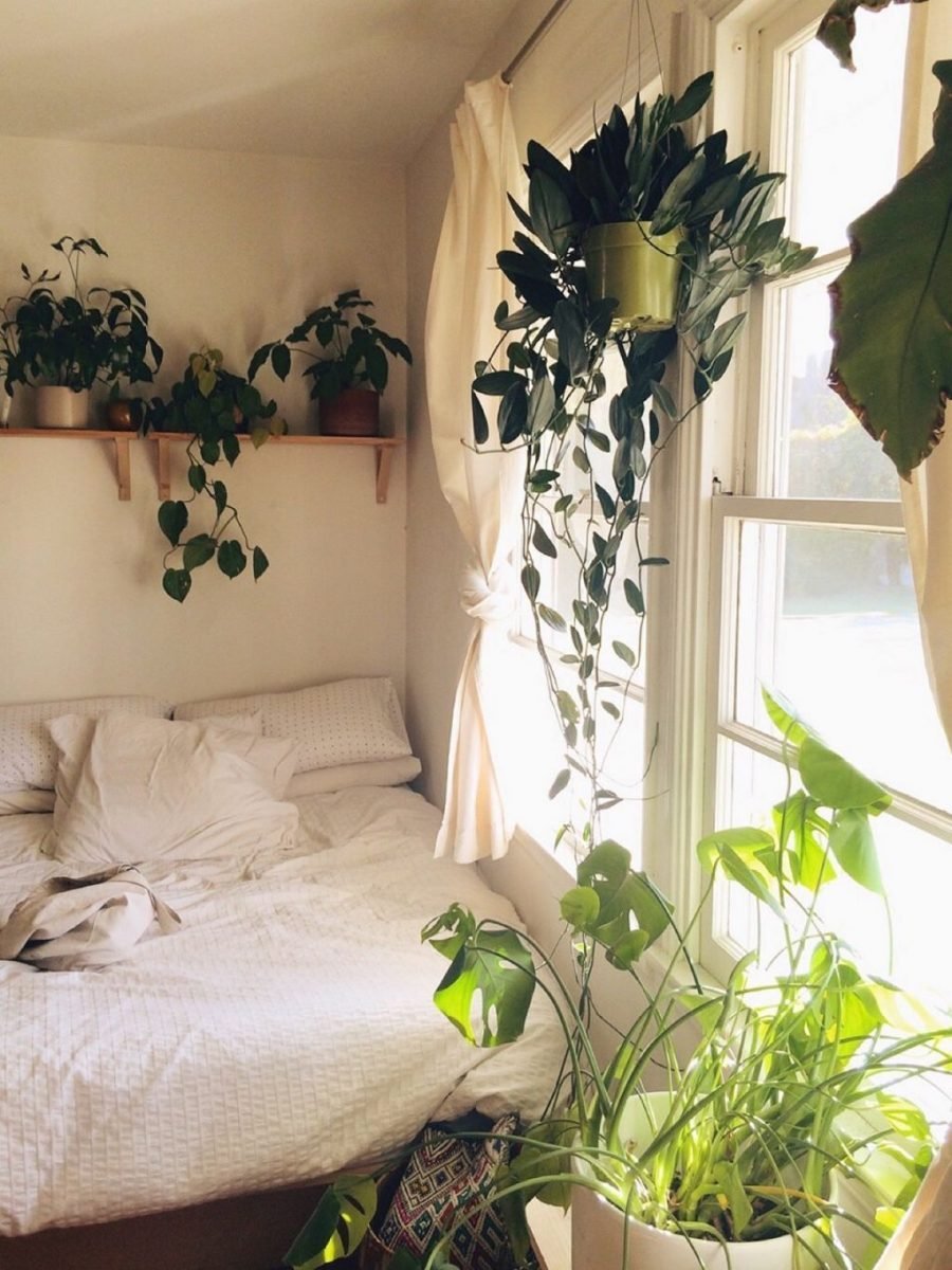 Комнатные цветы для спальни полезные