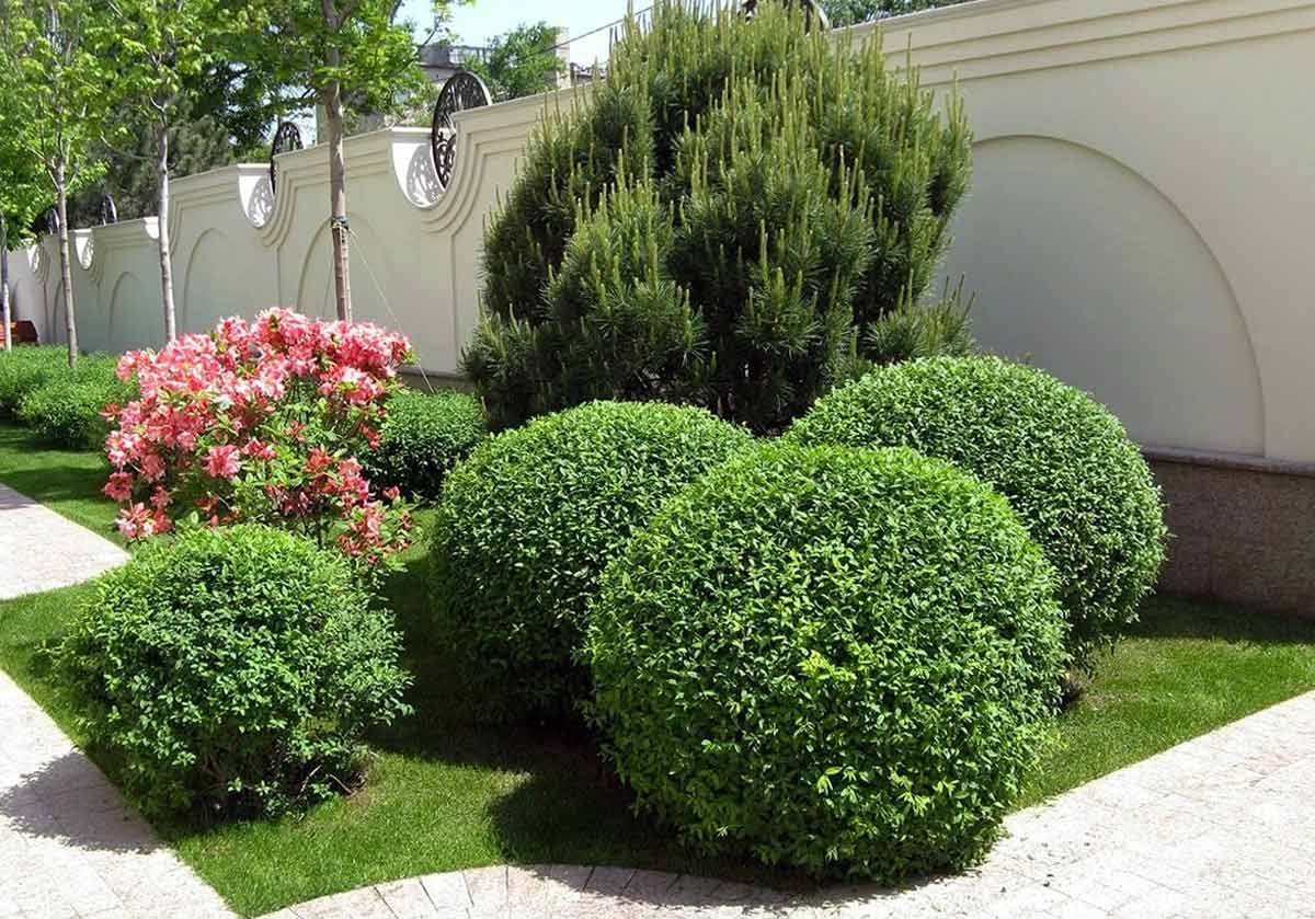 Самшит Буксус