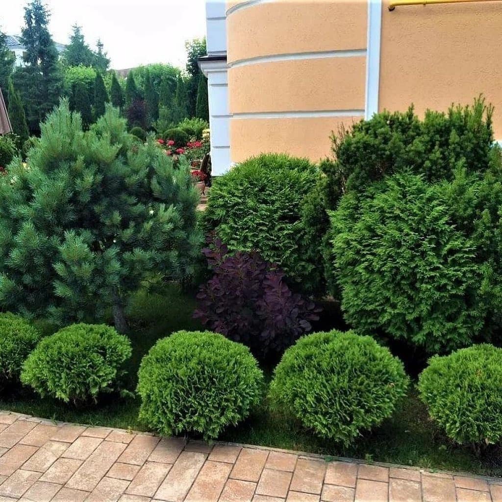 Искусственный самшит