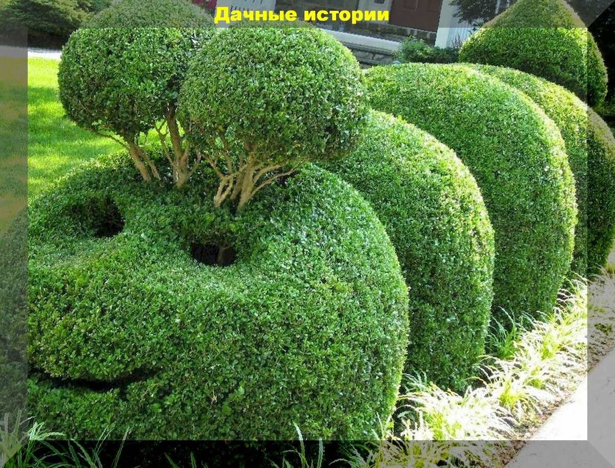 Самшит Живая изгородь
