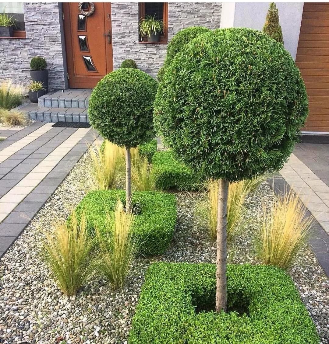 Самшит hedging Buxus