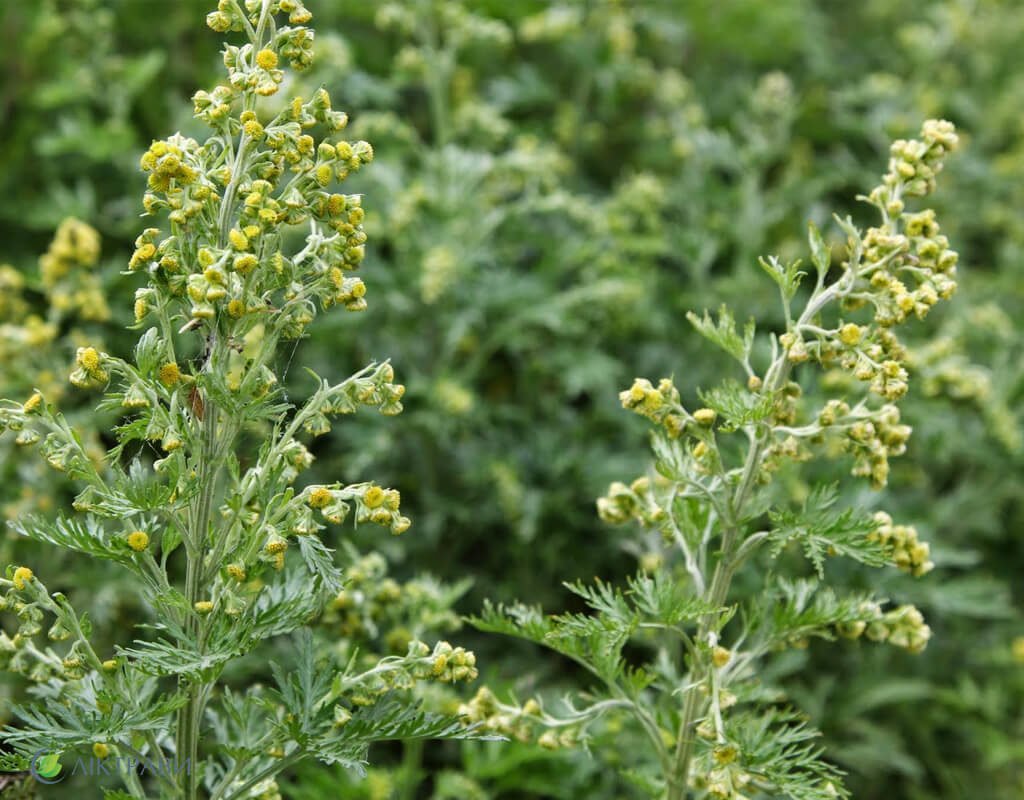 Полынь Artemisia Makana Silver