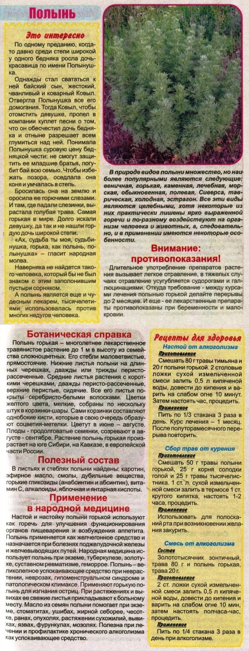 Полынь эскиз