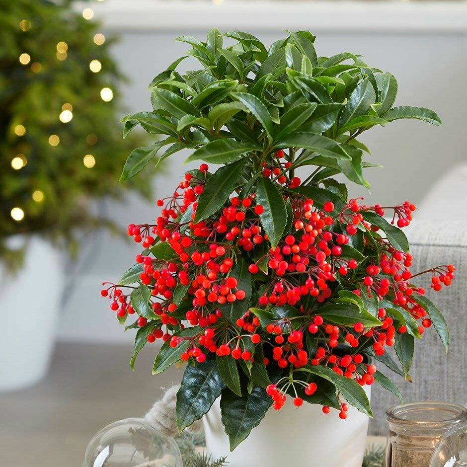 Питтоспорум Тобира (Pittosporum Tobira),