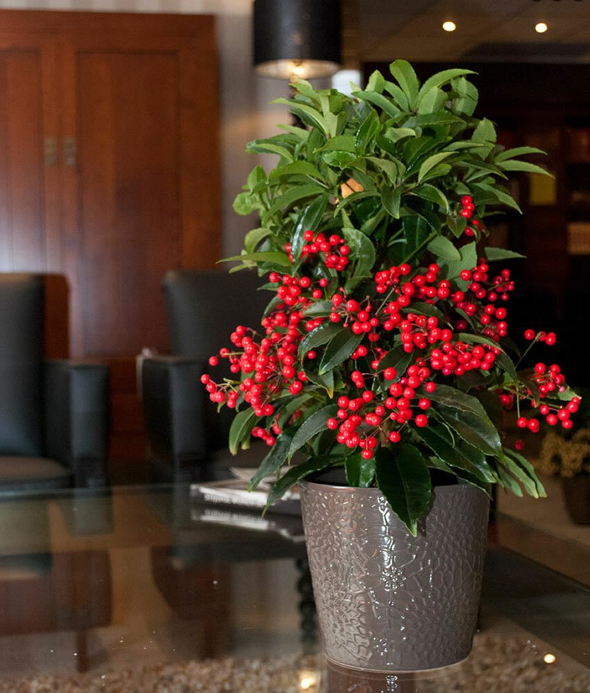 Ардизия Ardisia crenata (40)