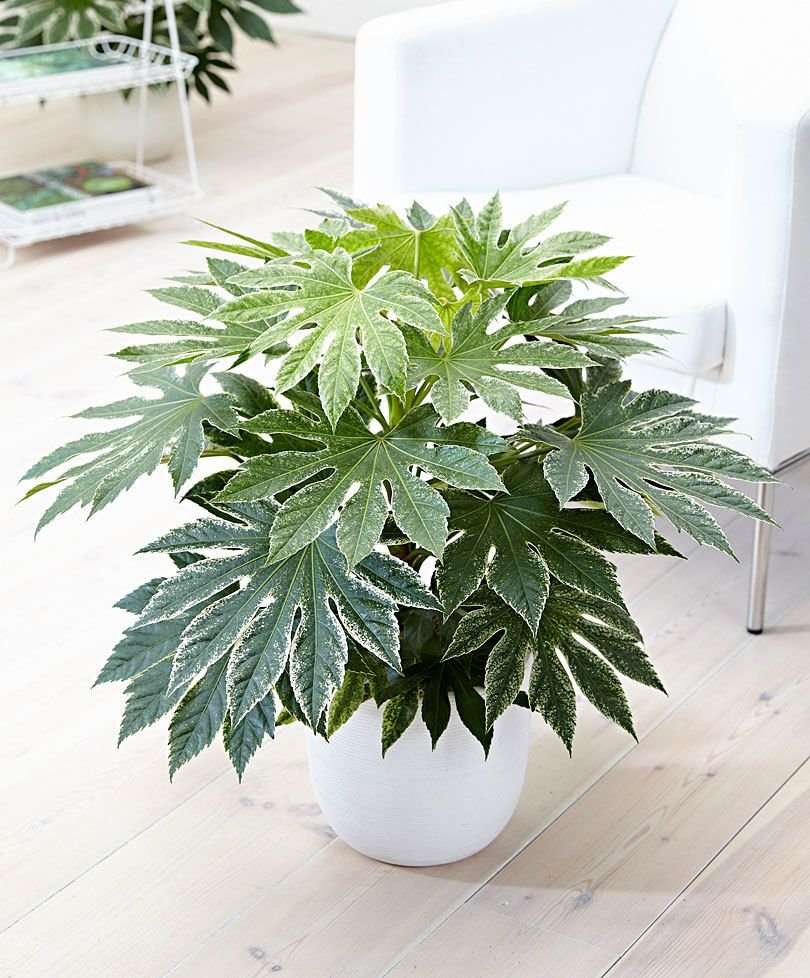 Эпипремнум золотистый Epipremnum Aureum