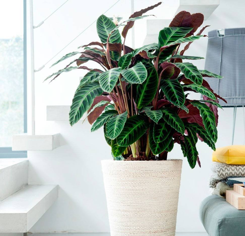 Schefflera arboricola цветок