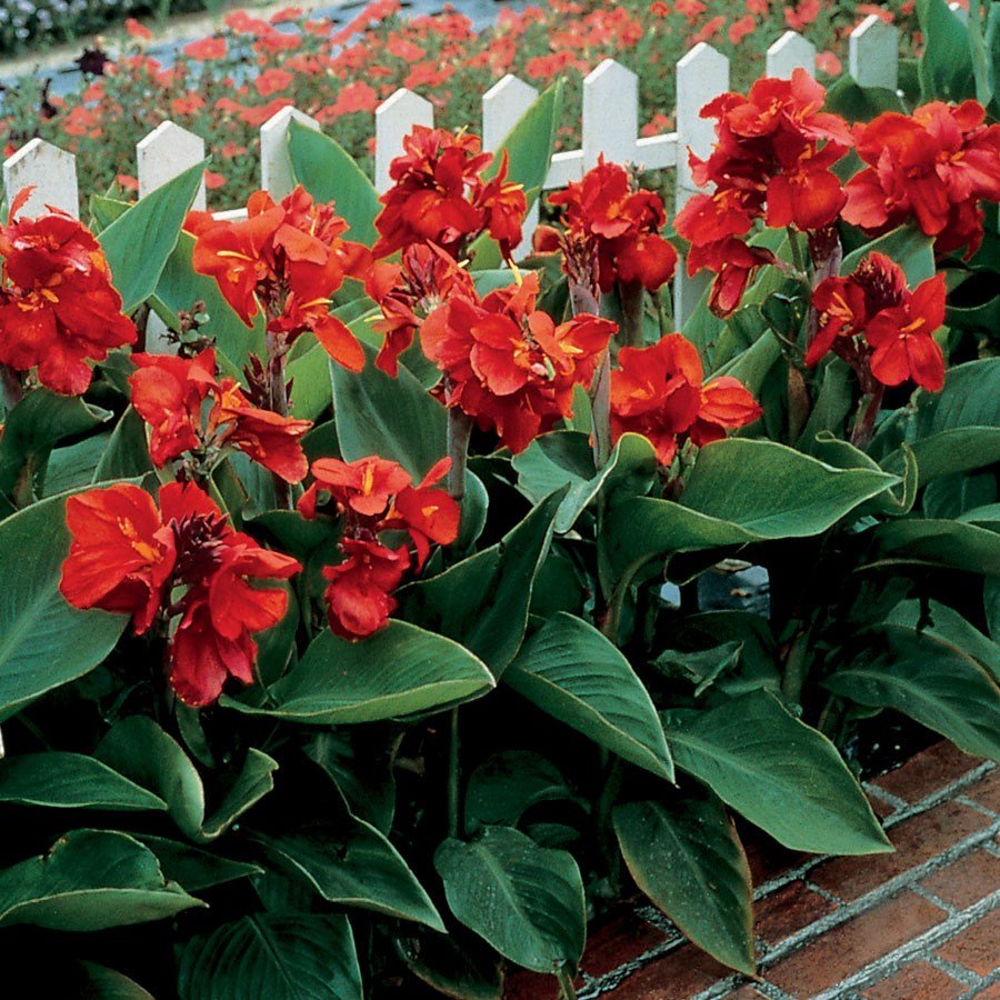 Canna Indica цветок