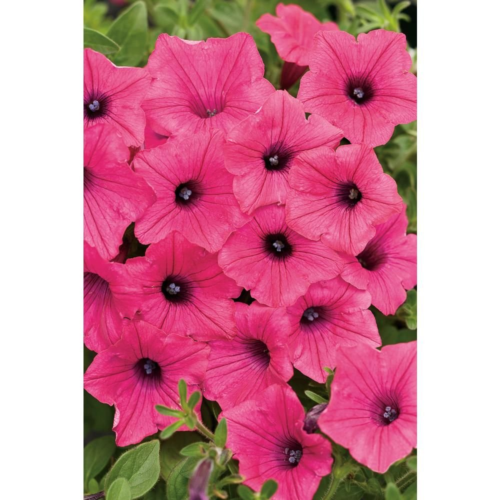 Петуния Supertunia Vista