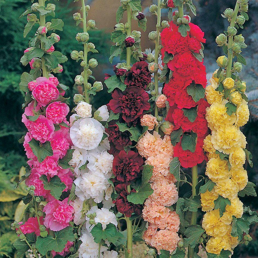 Шток-роза Alcea rosea