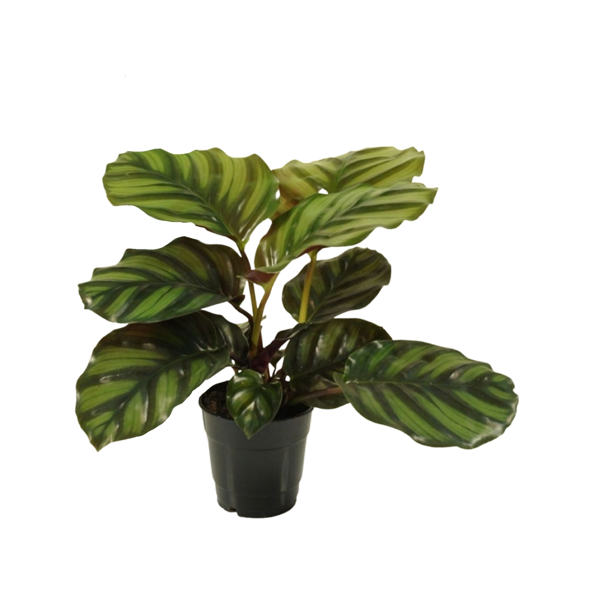 Маранта leuconeura kerchoveana