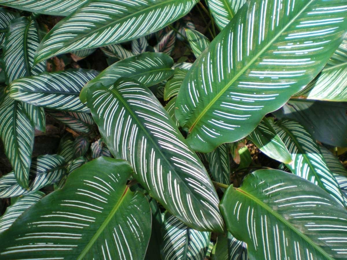 Calathea lancifolia