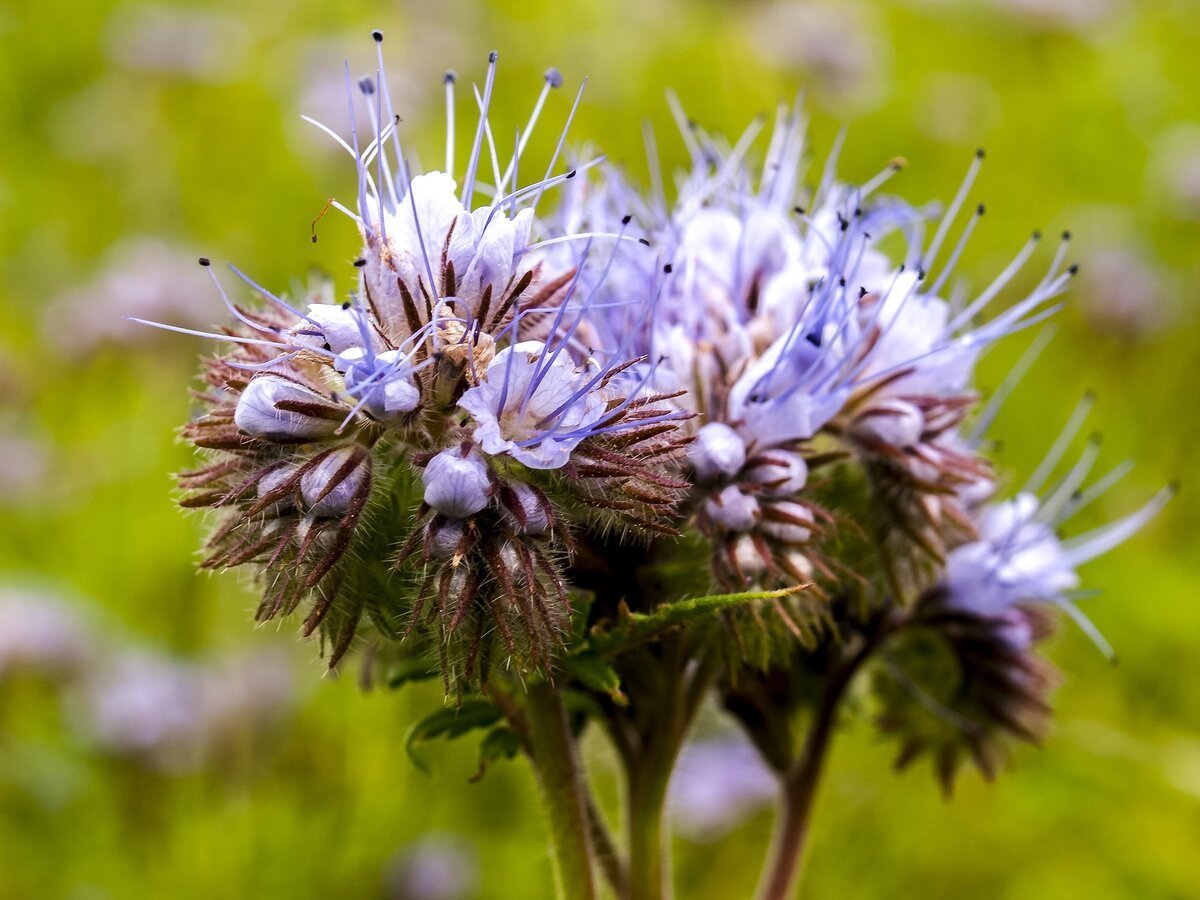 Мордовник обыкновенный (Echinops ritro)