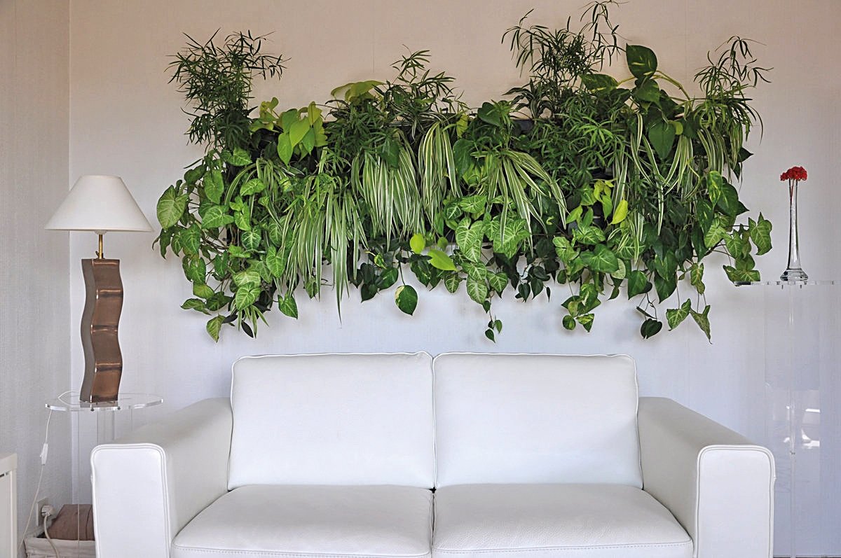 Houseplants растение