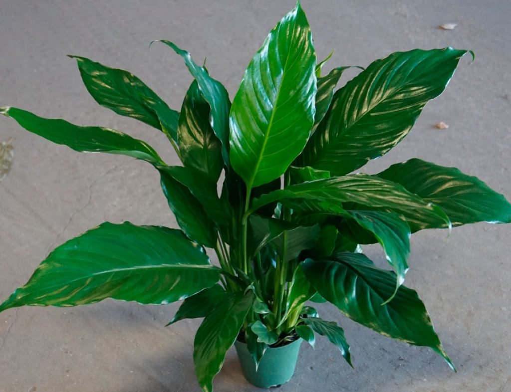 Спатифиллум геликониелистный (Spathiphyllum heliconiifolium)