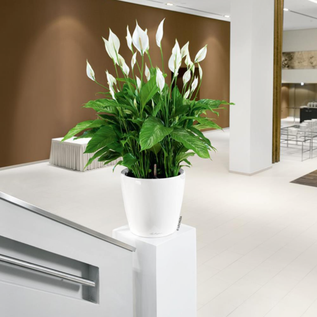 Спатифиллум Уоллиса (Spathiphyllum wallisii)