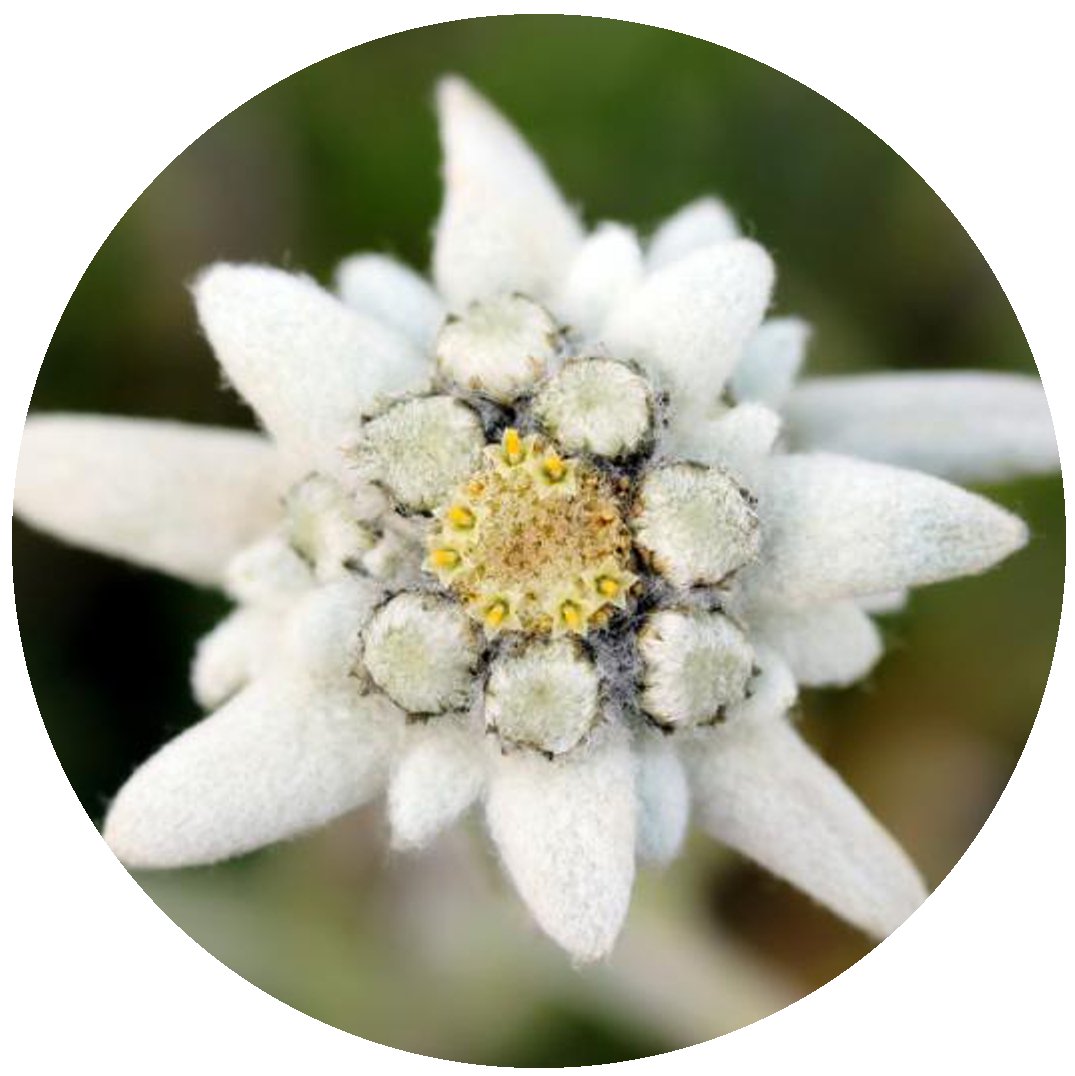 Эдельвейс Leontopodium alpinum May Snow