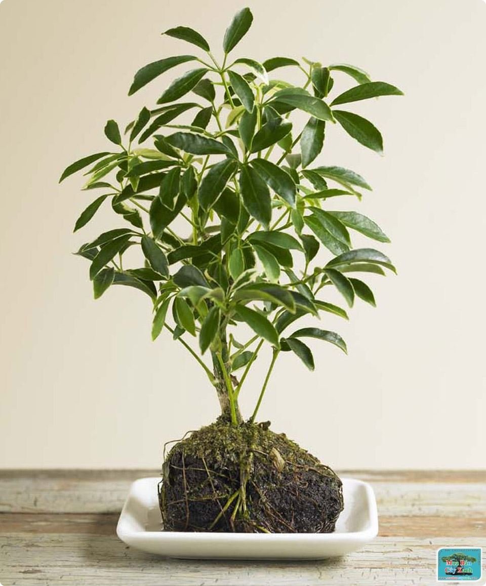 Schefflera arboricola цветок