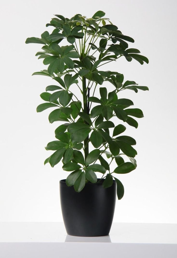 Schefflera arboricola цветок