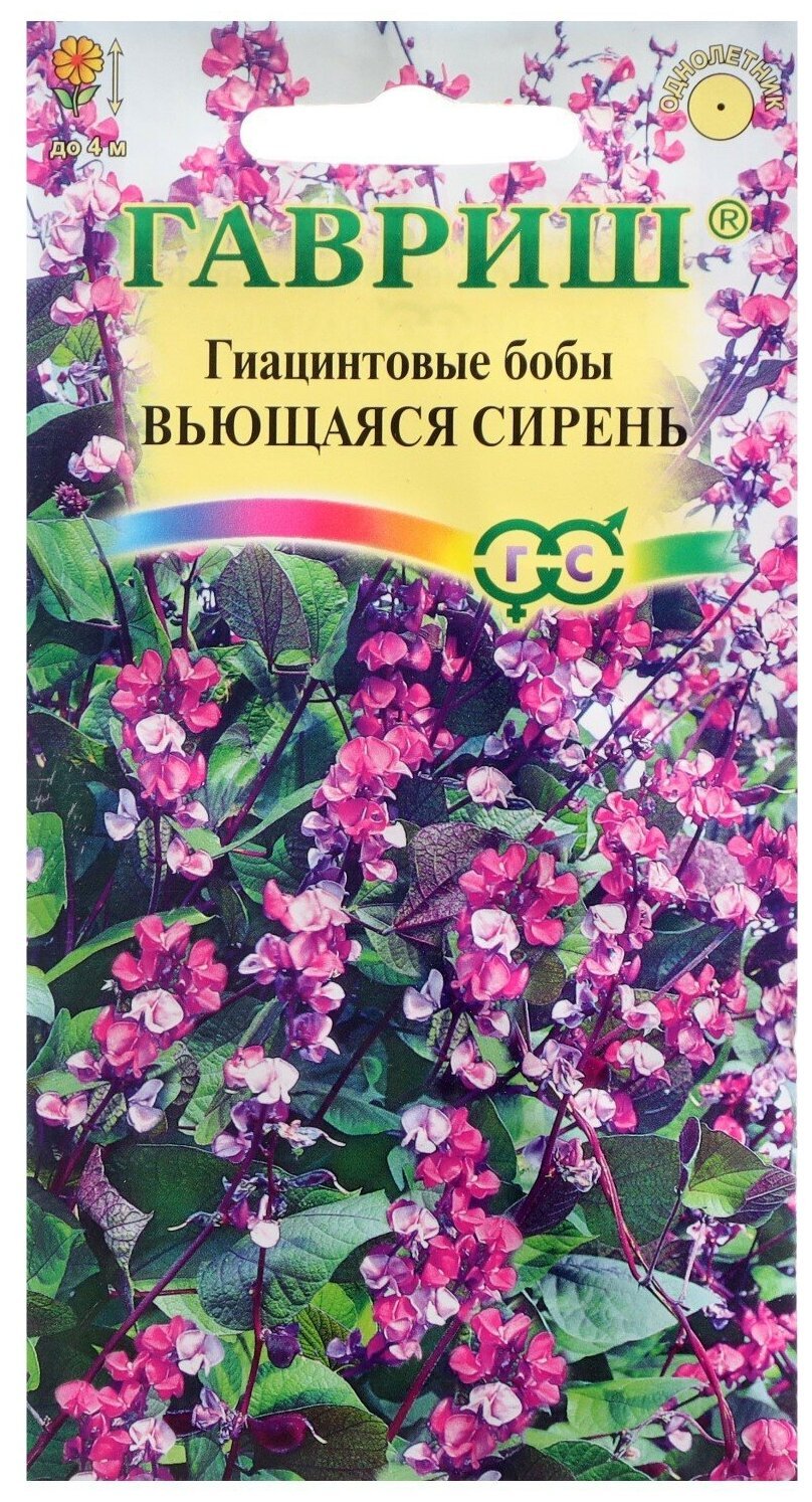 Ипомея пурпурная Лиана