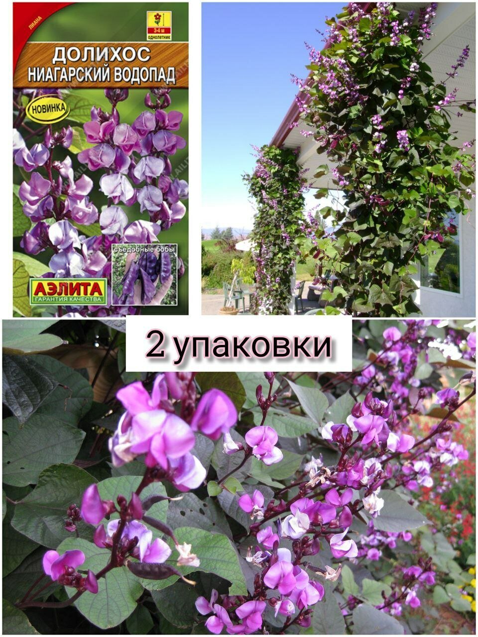 Долихос лаблаб