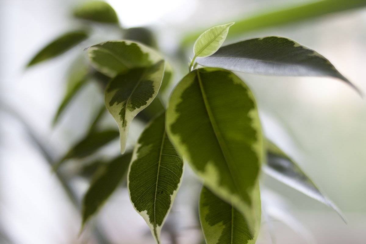 Ficus benjamina Leaf