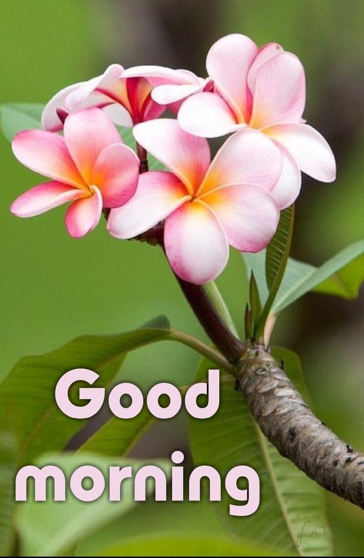 Плюмерия - Plumeria d17 h100